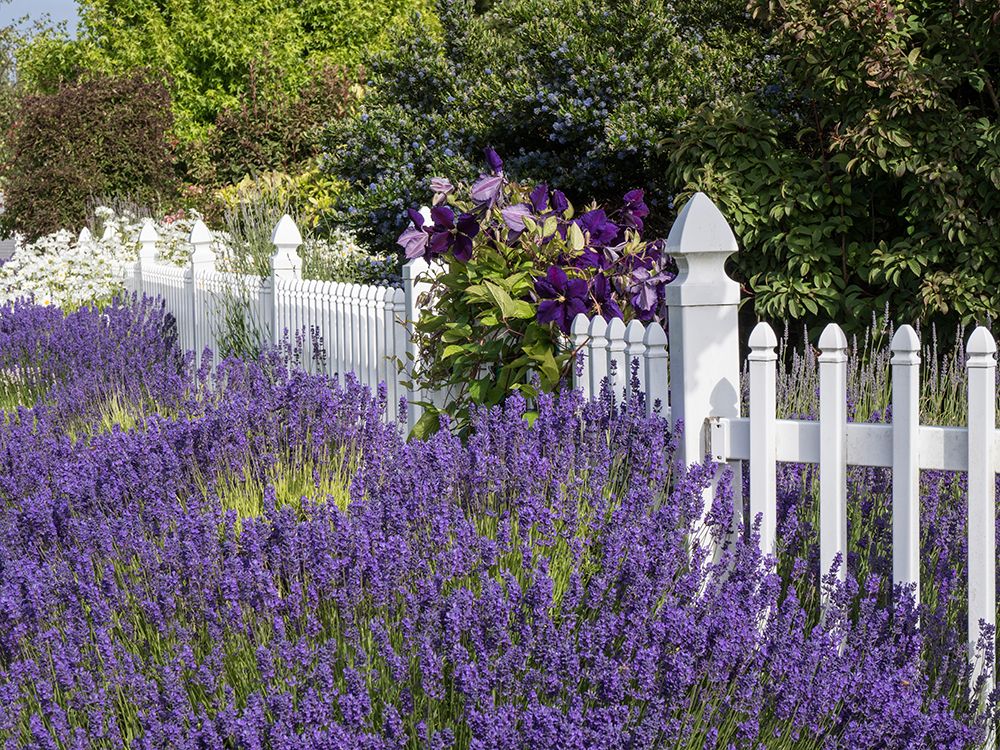 White picket fence with purple lavender and dark purple clematis art print by Julie Eggers for $57.95 CAD