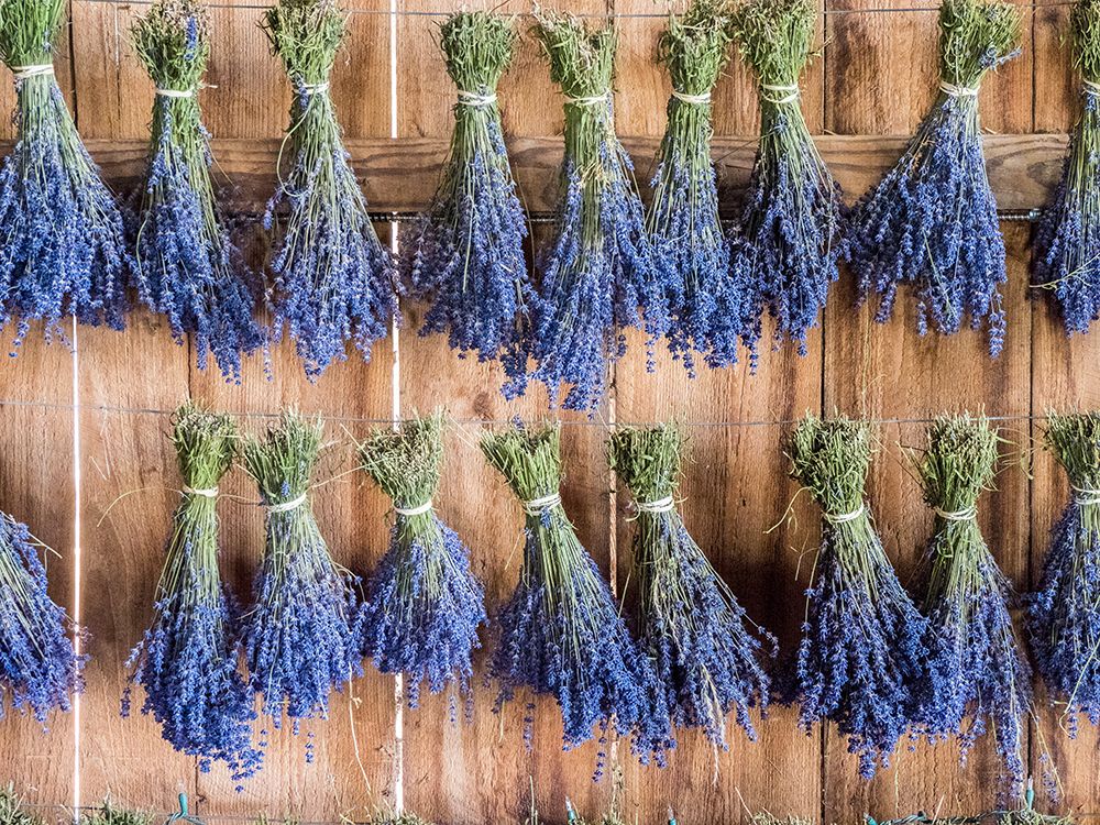 Lavender hanging in a shed to dry after picking at a lavender farm near Sequim-Washington State art print by Julie Eggers for $57.95 CAD