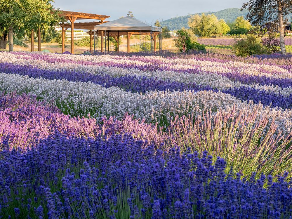 Lavender flowers in full bloom and gazebo at a lavender farm near Sequim-Washington State art print by Julie Eggers for $57.95 CAD