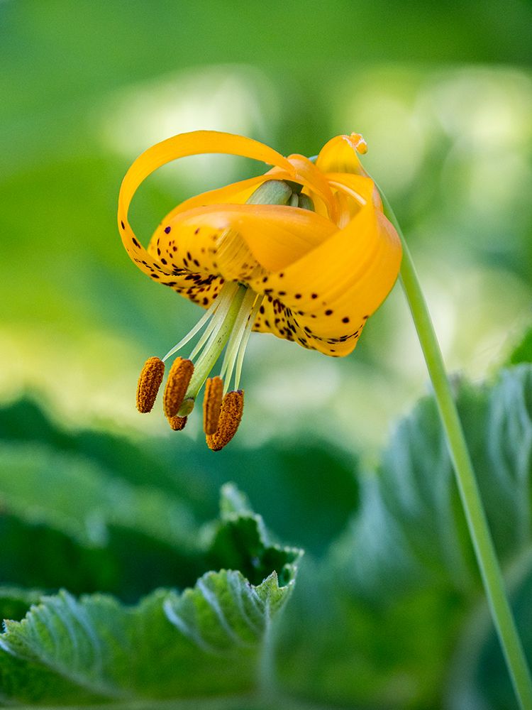 Orange Columbia lilies (tiger lilies) in Olympic Peninsula National Park art print by Julie Eggers for $57.95 CAD