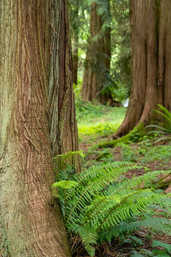 Issaquah-Washington State-USA-Western Redcedar tree trunks with western sword ferns art print by Janet Horton for $57.95 CAD