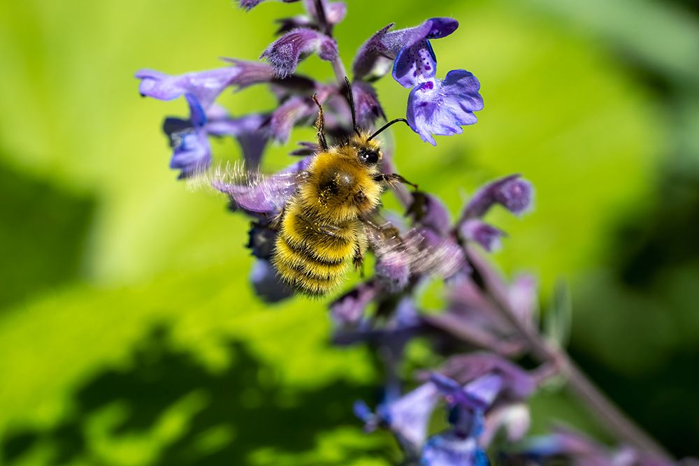 Issaquah-Washington State-USA-Honeybee pollinating a Walkers Low catnip-Nepeta Walkers Low art print by Janet Horton for $57.95 CAD