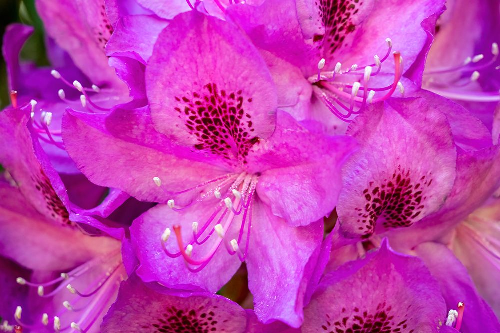 Issaquah-Washington State-USA Deep Pink rhododendron in bloom  art print by Janet Horton for $57.95 CAD