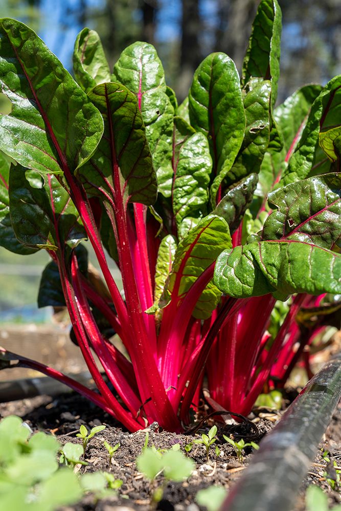 Issaquah-Washington State-USA Over-wintered Ruby Red Chard plants art print by Janet Horton for $57.95 CAD