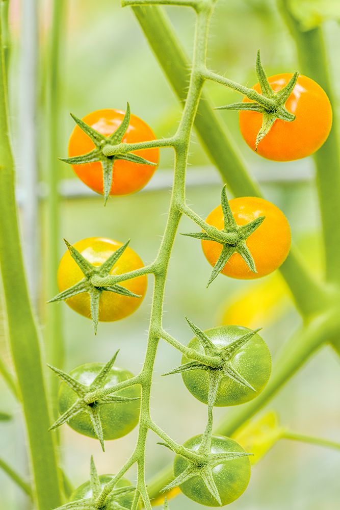 Issaquah-Washington State-USA Cluster of Sun Gold cherry tomatoes art print by Janet Horton for $57.95 CAD