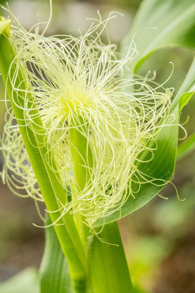 Issaquah-Washington State-USA An ear of unripe corn art print by Janet Horton for $57.95 CAD