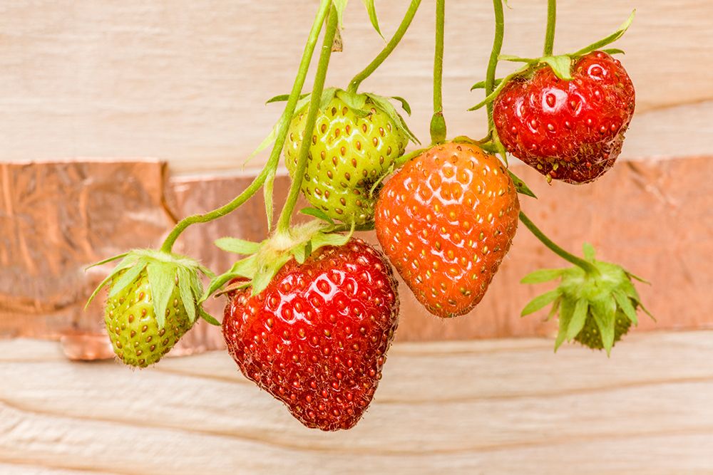 Issaquah-Washington State-USA Everbearing strawberries art print by Janet Horton for $57.95 CAD