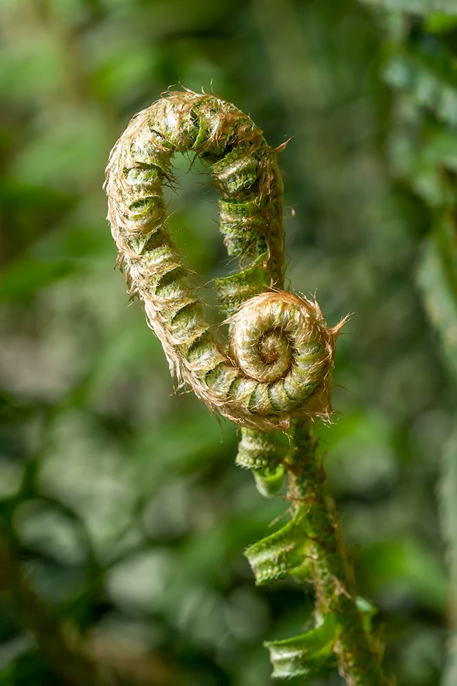 Issaquah-Washington State-USA Western Swordfern fiddleheads Fronds art print by Janet Horton for $57.95 CAD