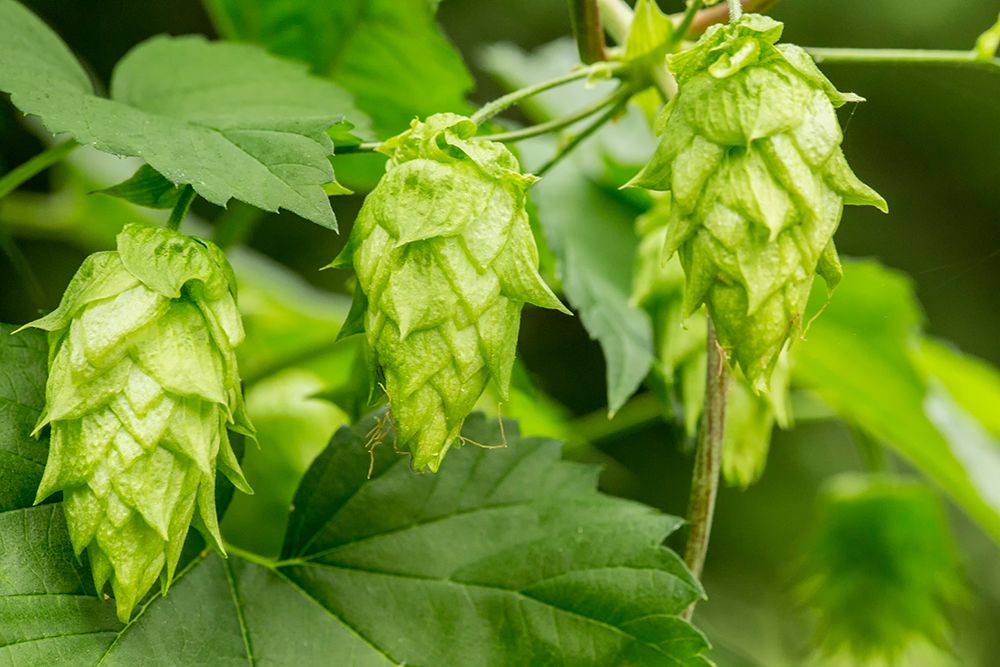 Issaquah-Washington State-USA Close-up of hops cones art print by Janet Horton for $57.95 CAD