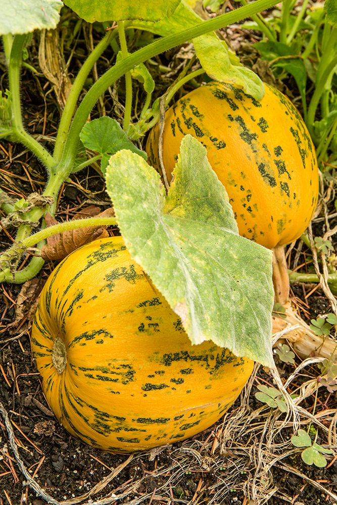 Issaquah-Washington State-USA Kakai pumpkins growing in a garden art print by Janet Horton for $57.95 CAD