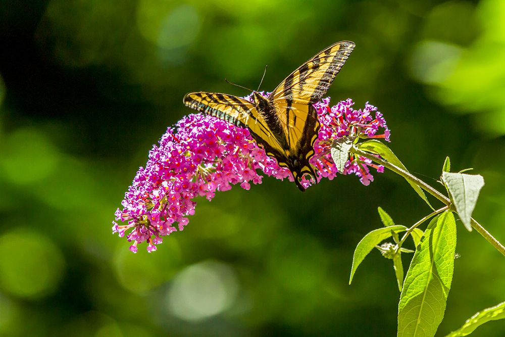 Issaquah-Washington State-USA Western Tiger Swallowtail butterfly art print by Janet Horton for $57.95 CAD