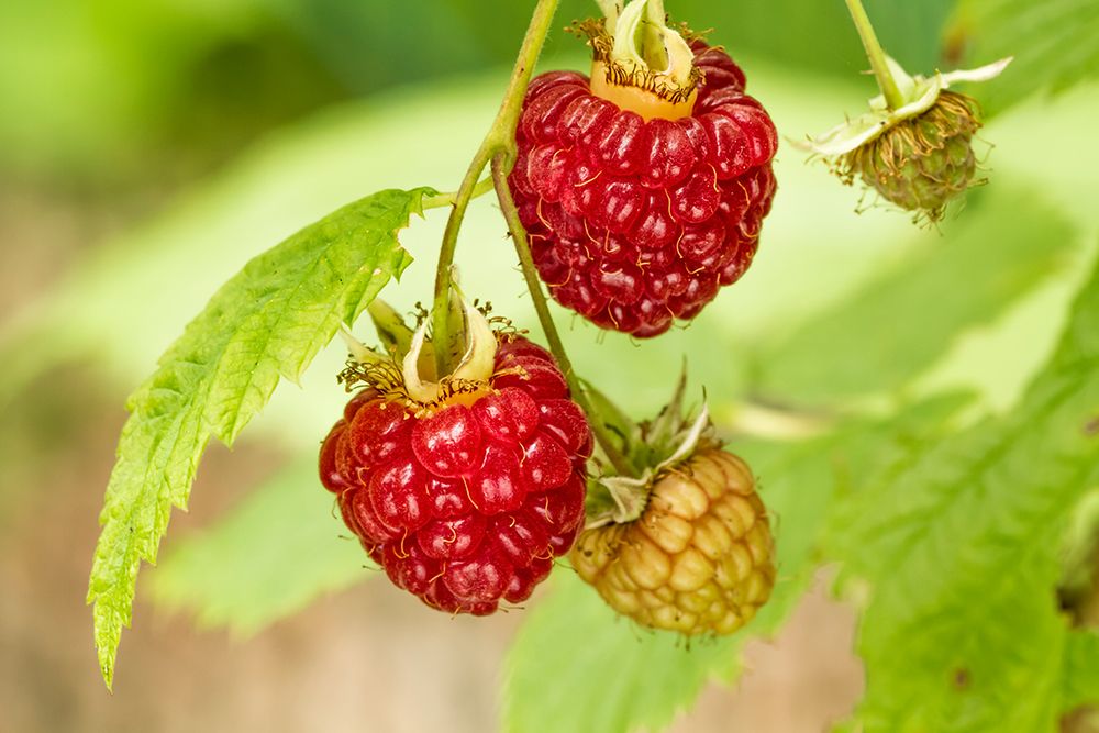 Issaquah-Washington State-USA Cluster of raspberries in various stages of ripeness art print by Janet Horton for $57.95 CAD