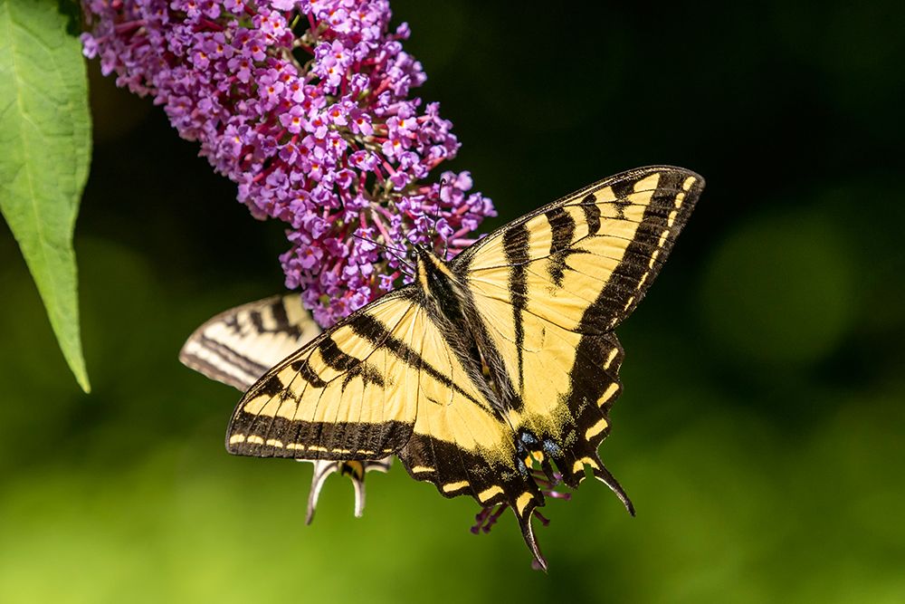 Issaquah-Washington State-USA Two Western Tiger Swallowtail butterflies art print by Janet Horton for $57.95 CAD
