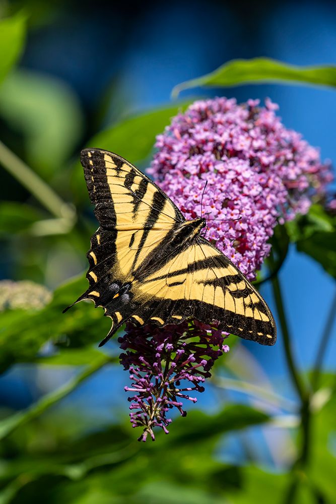 Issaquah-Washington State-USA Western Tiger Swallowtail butterfly pollinating a Butterfly Bush art print by Janet Horton for $57.95 CAD
