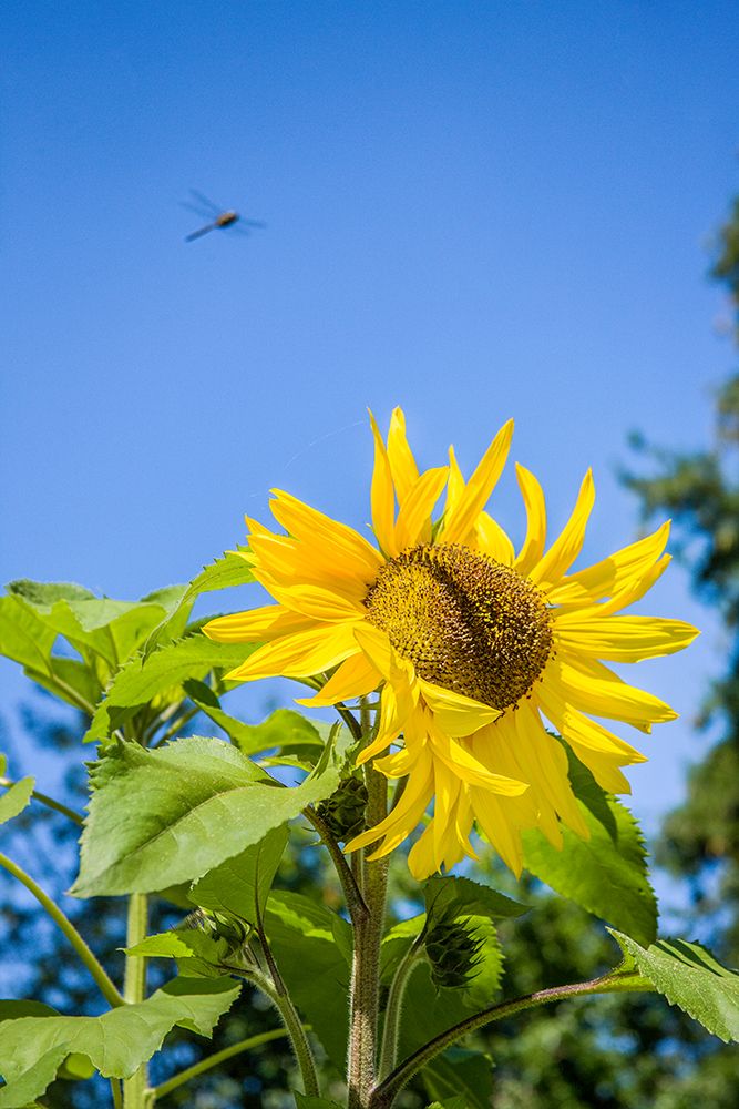 Bellevue-Washington State-USA Dragonfly in flight over sunflower plant on a sunny day art print by Janet Horton for $57.95 CAD