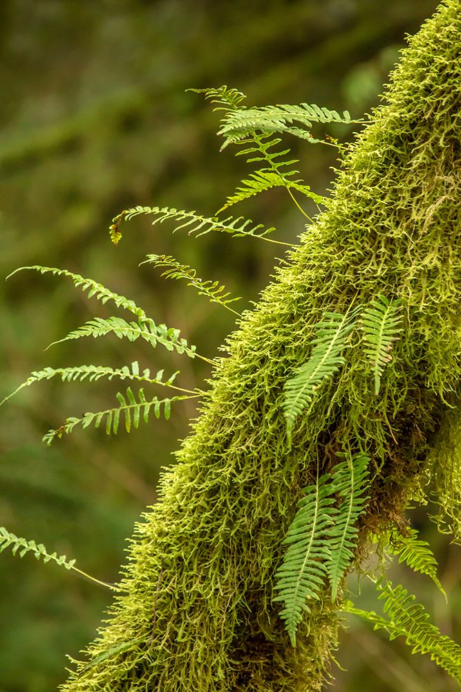 Hobart-Washington State-USA Moss-covered tree with licorice ferns growing out of it art print by Janet Horton for $57.95 CAD