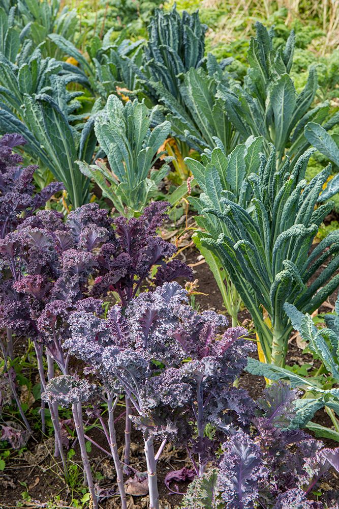Maple Valley-Washington State-USA Redbor and Dinosaur kale growing in a garden art print by Janet Horton for $57.95 CAD