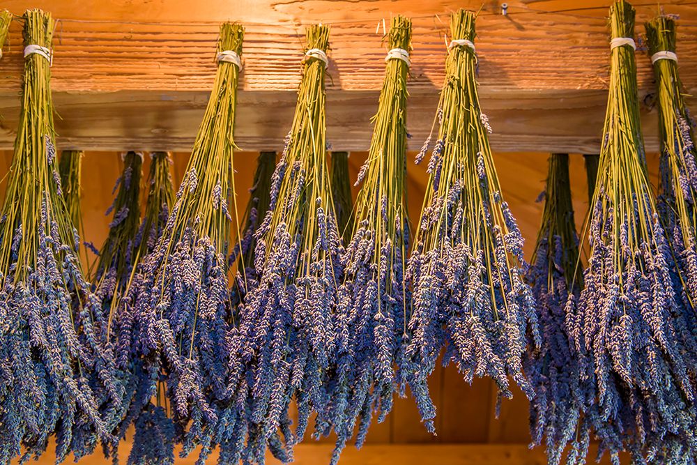 San Juan Island-Washington State-USA Bunches of lavender hung to dry art print by Janet Horton for $57.95 CAD