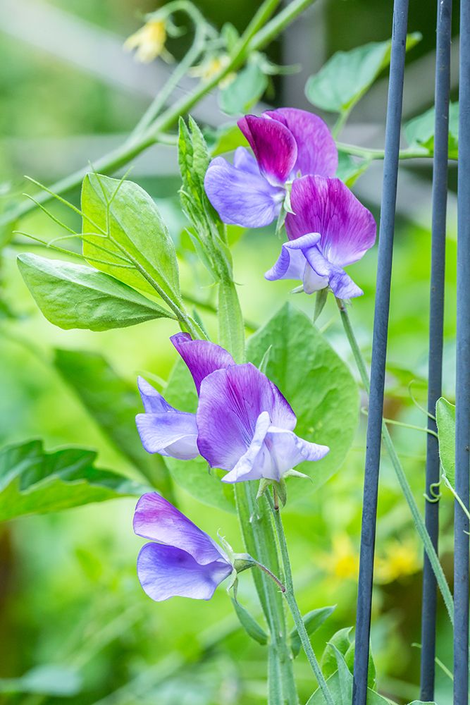 Issaquah-Washington State-USA Close-up of Sweet Peas in blossom art print by Janet Horton for $57.95 CAD