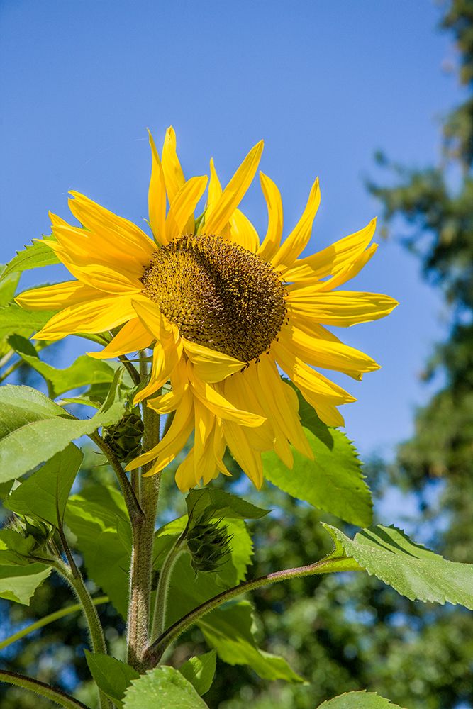 Bellevue-Washington State-USA Sunflower plant on a sunny day art print by Janet Horton for $57.95 CAD