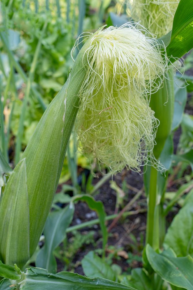Issaquah-Washington State-USA Corn growing with a tassel art print by Janet Horton for $57.95 CAD