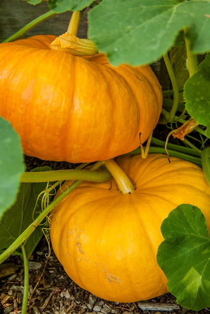 Issaquah-Washington State-USA Pumpkins ready to harvest art print by Janet Horton for $57.95 CAD