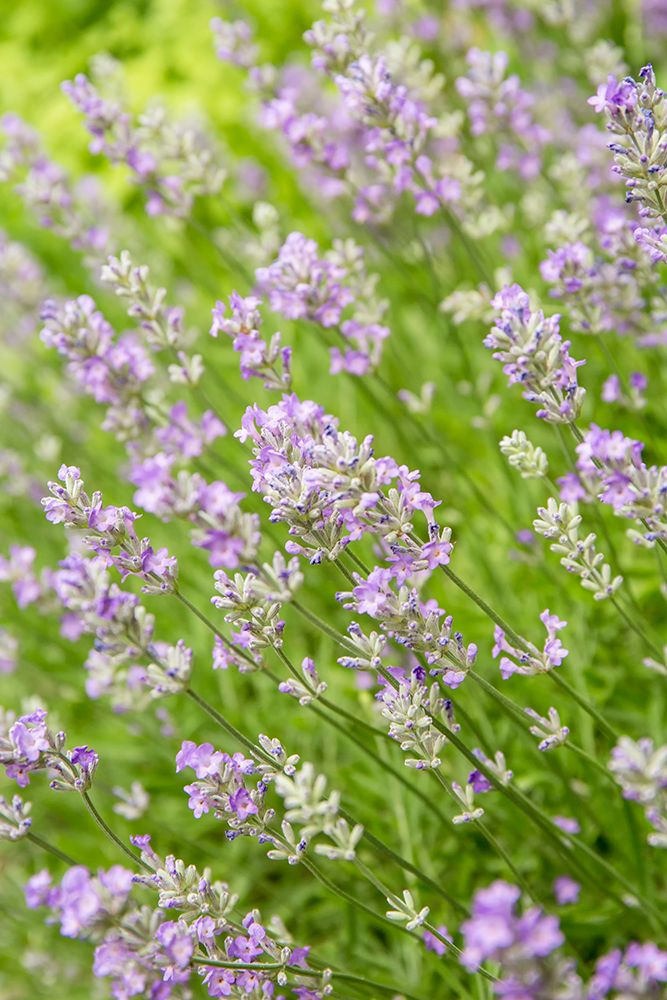 Issaquah-Washington State-USA Lavender plants in bloom art print by Janet Horton for $57.95 CAD