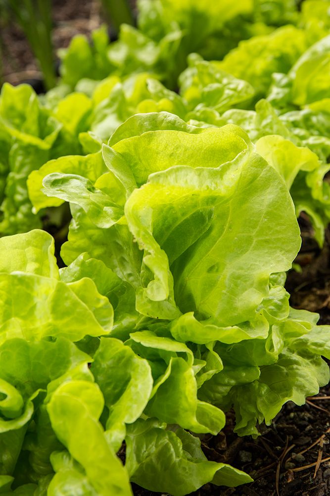 Issaquah-Washington State-USA Tom Thumb lettuce plants art print by Janet Horton for $57.95 CAD
