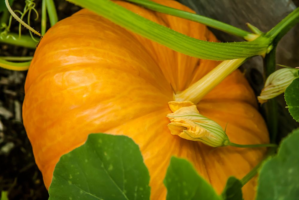 Issaquah-Washington State-USA Pumpkin ready to harvest art print by Janet Horton for $57.95 CAD