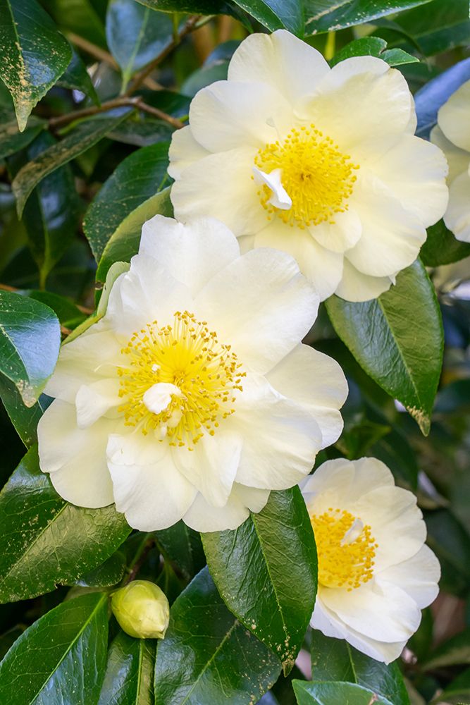 Issaquah-Washington State-USA Flowering Camellia bush art print by Janet Horton for $57.95 CAD