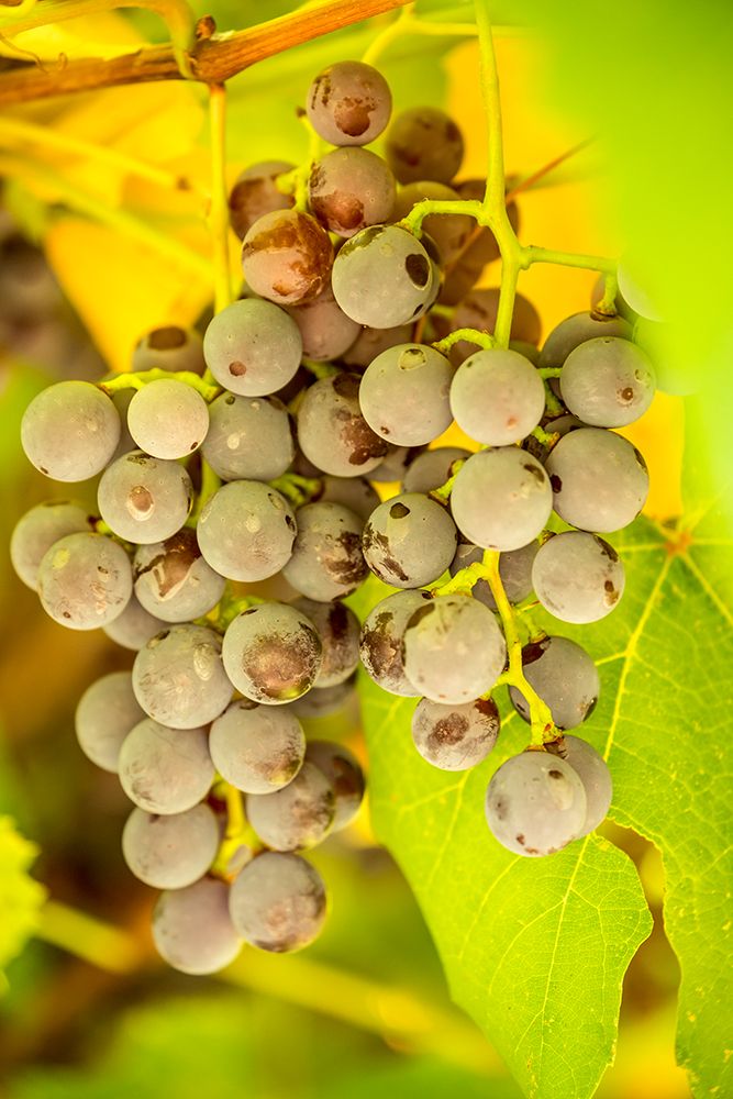 Leavenworth-Washington State-USA Ripe grapes growing art print by Janet Horton for $57.95 CAD