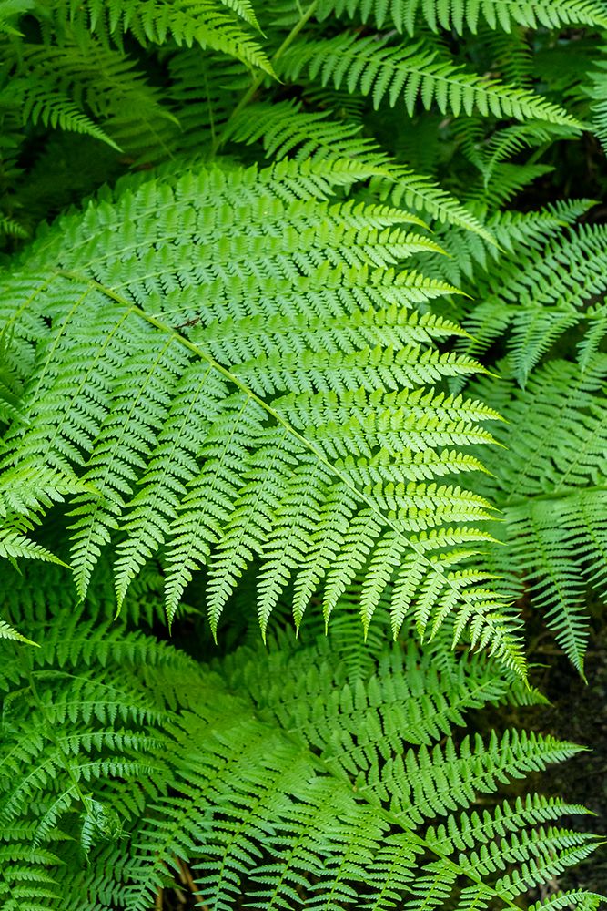Issaquah-Washington State-USA Lady Fern frond art print by Janet Horton for $57.95 CAD
