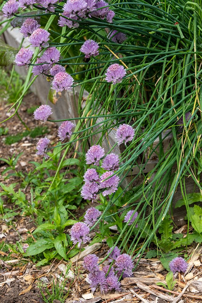 Issaquah- Washington State- USA. Over-wintered chive plants in blossom art print by Janet Horton for $57.95 CAD