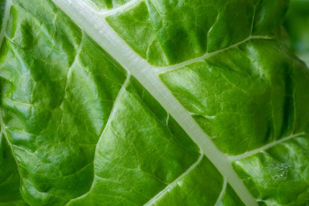 Issaquah- Washington State- USA. Close-up of Fordhook giant Swiss chard leaf art print by Janet Horton for $57.95 CAD