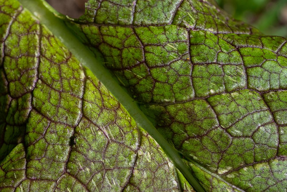 Issaquah- Washington State- USA. Close-up of a mustard greens leaf art print by Janet Horton for $57.95 CAD