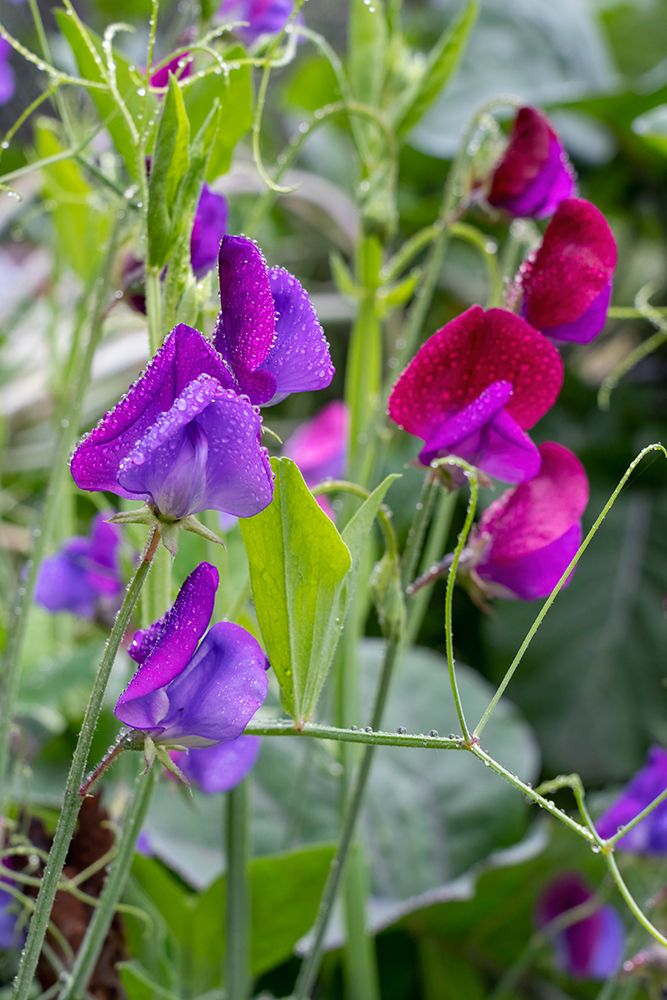 Issaquah- Washington State- USA. Sweet Pea flowers- also known as Perennial pea or Everlasting pea art print by Janet Horton for $57.95 CAD