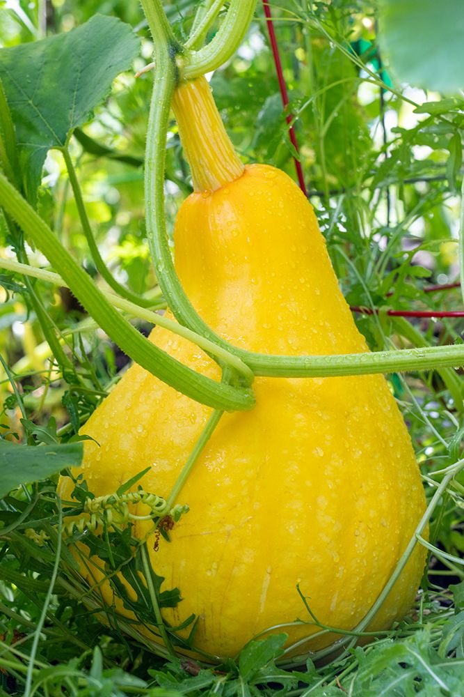 Issaquah- Washington State- USA. Yellow summer squash- grown to a very large size. art print by Janet Horton for $57.95 CAD