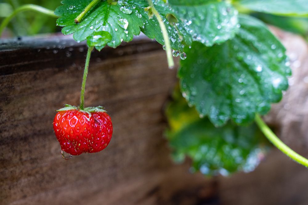 Issaquah- Washington State- USA. Ripe strawberry- with raindrops- ready to harvest. art print by Janet Horton for $57.95 CAD