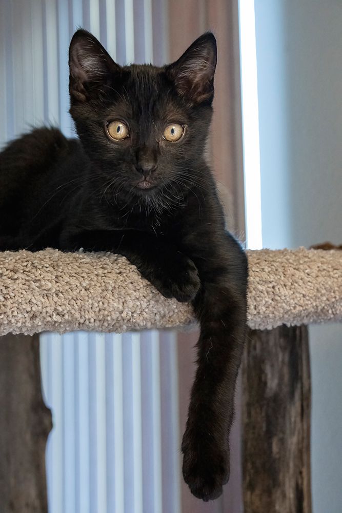 Two month old black kitten resting on a cat tower art print by Janet Horton for $57.95 CAD