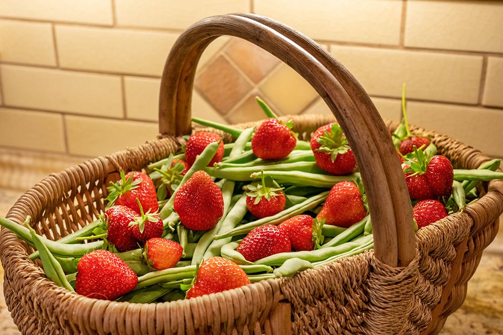Issaquah- Washington State- USA. Woven basket of freshly harvested green beans and strawberries art print by Janet Horton for $57.95 CAD
