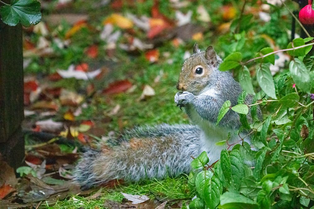 Issaquah- Washington State- USA. Western grey squirrel on the ground eating a nut art print by Janet Horton for $57.95 CAD