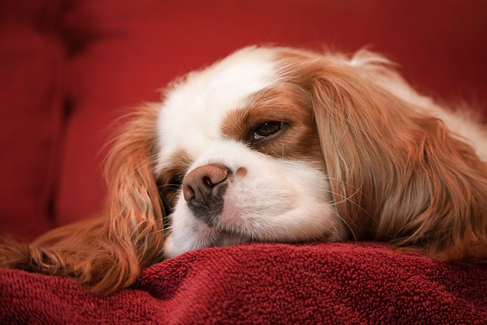 Issaquah-Washington State Cavalier King Charles Spaniel-sleeping on a towel-covered sofa (PR) art print by Janet Horton for $57.95 CAD