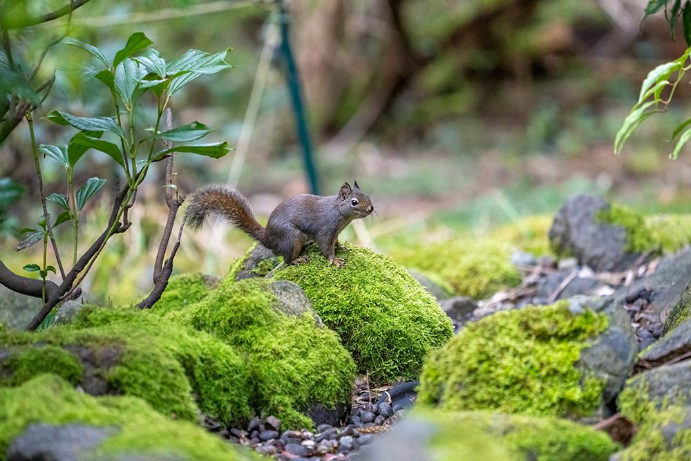 Issaquah-Washington State Douglas squirrel sitting on a moss-covered rock next to a small stream art print by Janet Horton for $57.95 CAD