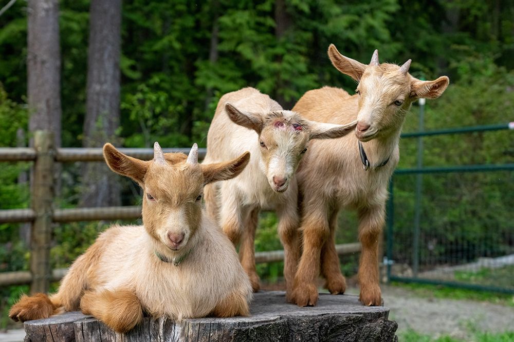 Issaquah-Washington State Three three-week old guernsey goats on a stump art print by Janet Horton for $57.95 CAD