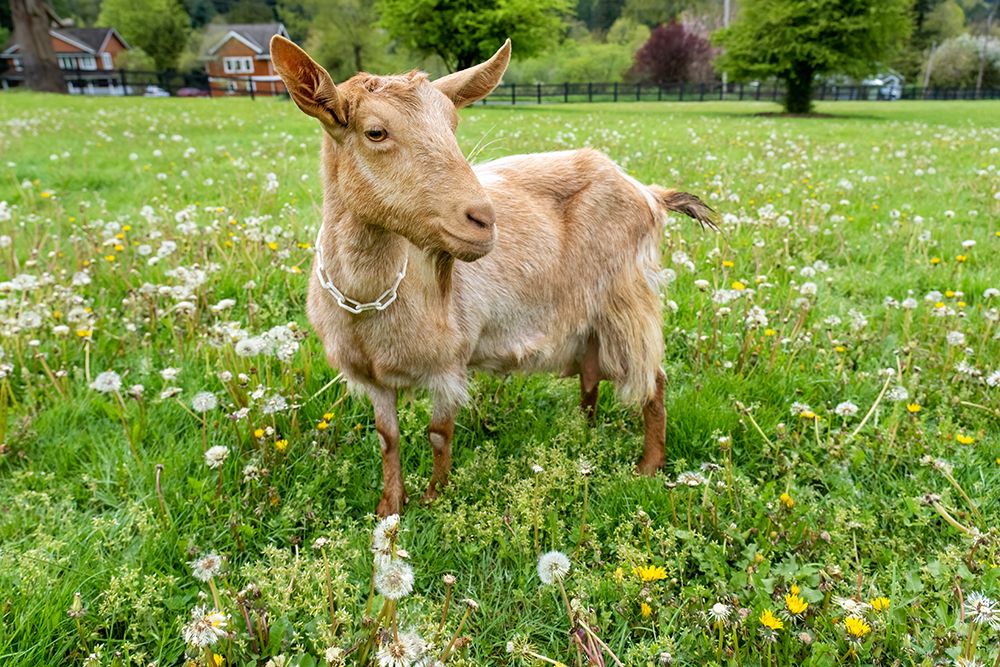 Issaquah-Washington State Female golden guernsey standing in a meadow (PR) art print by Janet Horton for $57.95 CAD