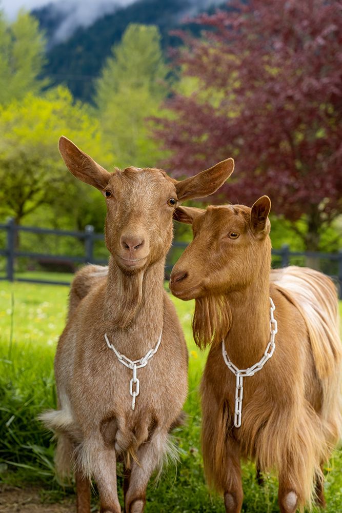 Issaquah-Washington State Portrait of two female guernsey goats with a meadow behind them (PR) art print by Janet Horton for $57.95 CAD