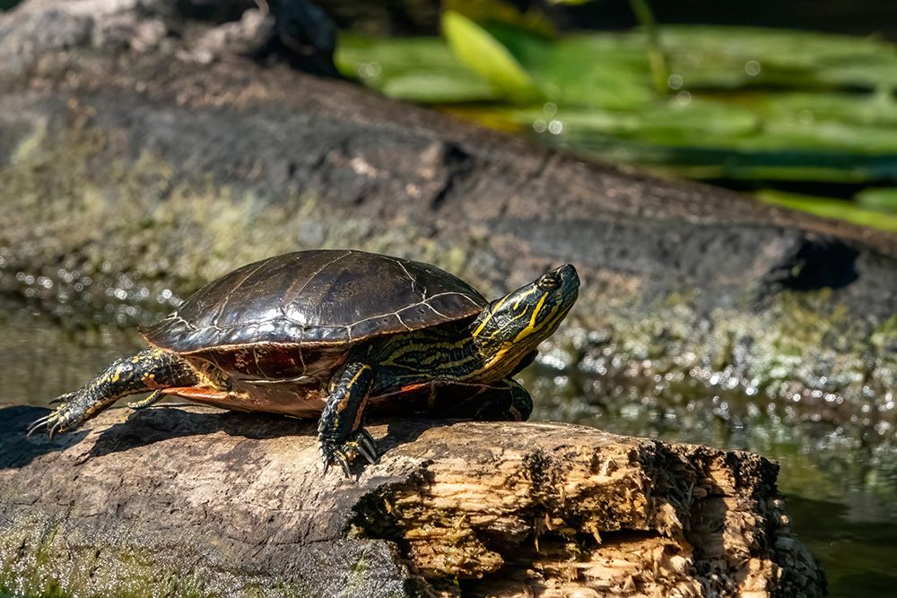 Issaquah-Washington State-USA Painted turtle sunning on a log art print by Janet Horton for $57.95 CAD