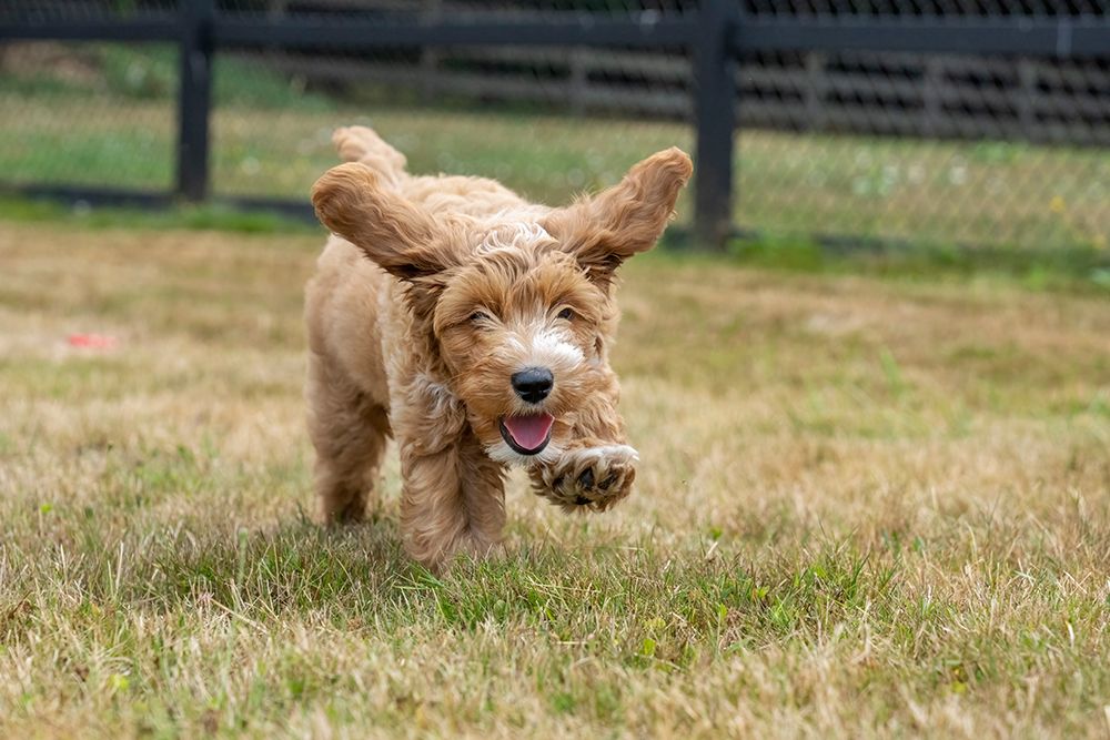 Issaquah-Washington State-USA 3-month old Aussiedoodle puppy running in the field (PR) art print by Janet Horton for $57.95 CAD