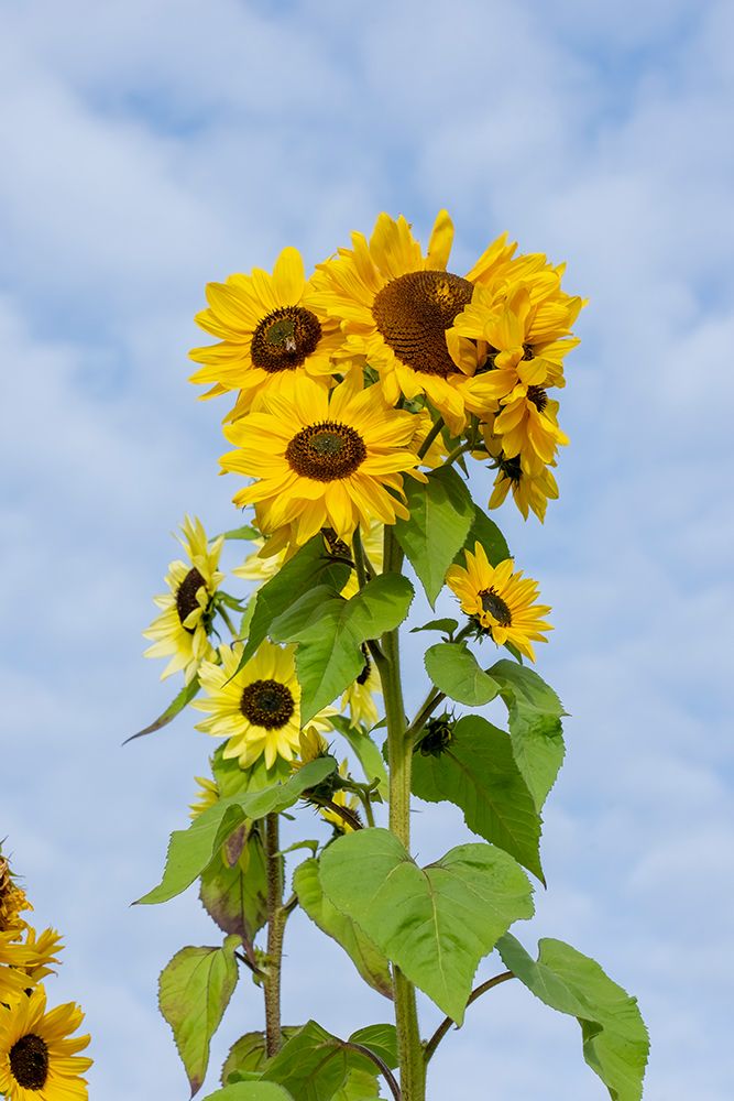 Port Townsend-Washington State-USA Tall sunflower plants art print by Janet Horton for $57.95 CAD