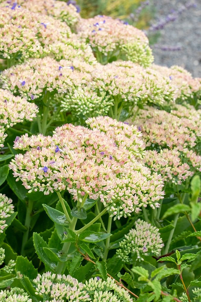 Bellevue, Washington State, USA. Sedum autumn joy in bloom. art print by Janet Horton for $57.95 CAD